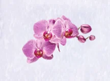 Microcapsule Fragrance Powder Orchid