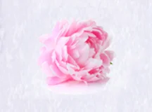 Microcapsule Fragrance Powder Peony