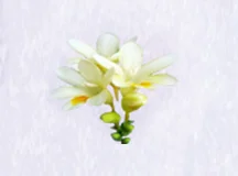 Microcapsule Fragrance Powder Freesia