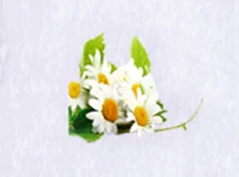 Microcapsule Fragrance Powder Wild Flower