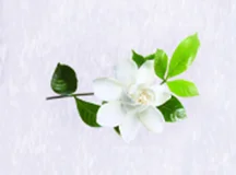 Microcapsule Fragrance Powder Gardenia