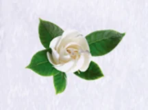 Microcapsule Fragrance Powder Jasmine
