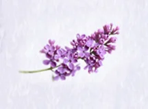 Microcapsule Fragrance Powder Lilac