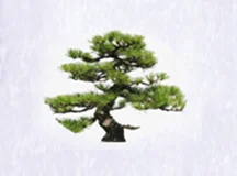 Microcapsule Fragrance Powder Pine