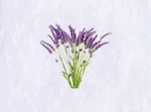 Microcapsule Fragrance Powder Lavender