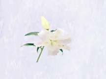 Microcapsule Fragrance Powder Lily