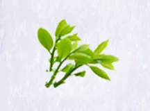 Microcapsule Fragrance Powder Green Tea
