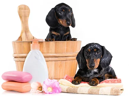 Fragrance Powders Applications for Pet Care Products